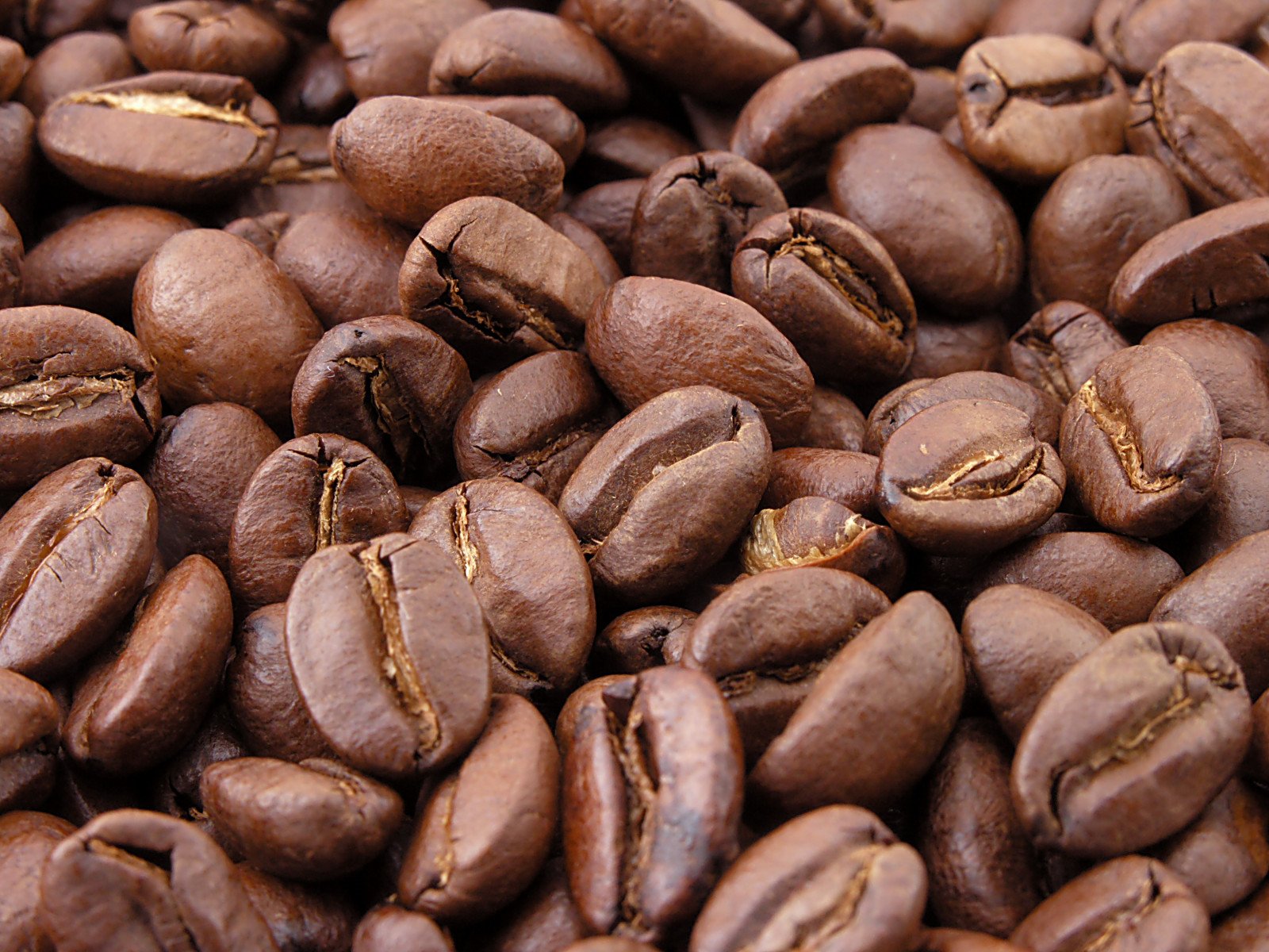 Comparação de grãos de café arábica e conilon